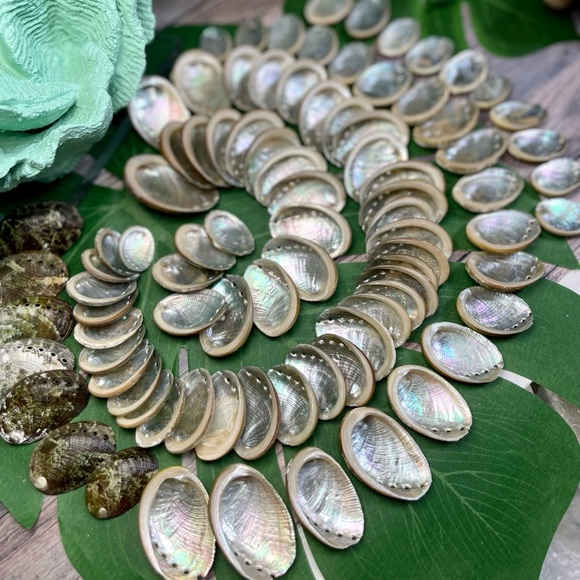 15 GREEN ABALONE SEASHELLS MIXED LOT CRAFTING DIY SUPPLIES COASTAL BEACH DECOR - Picture 16 of 16